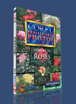 Corel Professional Photos - 084 - Roses