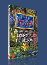 Corel Professional Photos - 133 - Perennials in Bloom