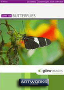 GlowImages GWN105 - Butterflies