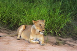 GlowImages GWN101 - African Wildlife