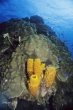 GlowImages GWN102 - Sea Coral