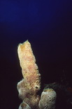 GlowImages GWN102 - Sea Coral