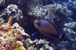 GlowImages GWN104 - Marine Life