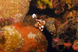 GlowImages GWN104 - Marine Life