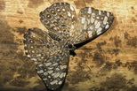 GlowImages GWN105 - Butterflies