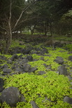 GlowImages GWN109 - Green Hawaii