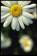Corbis - Digital Stock