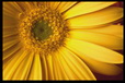 Corbis - Digital Stock