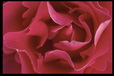 Corbis - Digital Stock