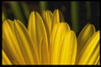 Corbis - Digital Stock
