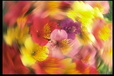 Corbis - Digital Stock