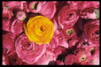 Corbis - Digital Stock