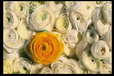 Corbis - Digital Stock