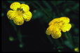 Corbis - Digital Stock