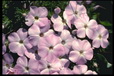 Corbis - Digital Stock