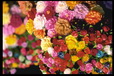 Corbis - Digital Stock