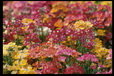 Corbis - Digital Stock