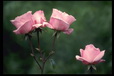 Corbis - Digital Stock