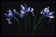 Corbis - Digital Stock