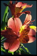 Corbis - Digital Stock