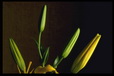 Corbis - Digital Stock