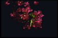 Corbis - Digital Stock