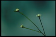 Corbis - Digital Stock