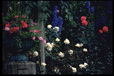 Corbis - Digital Stock