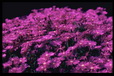 Corbis - Digital Stock