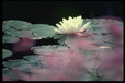 Corbis - Digital Stock