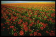 Corbis - Digital Stock