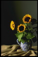 Corbis - Digital Stock