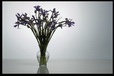 Corbis - Digital Stock