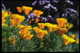Corbis - Digital Stock