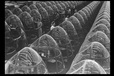 Corbis - Digital Stock