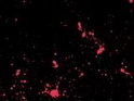 Compositor's Toolkit Visual FX Library - Paint Splashes
