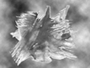 Freedom FX - StillMattes - Textured