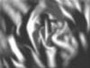 Freedom FX - StillMattes - Transitions